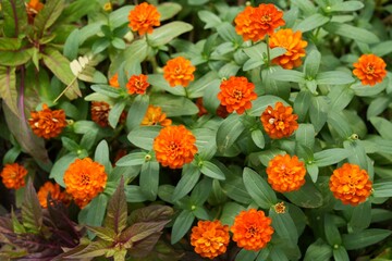 Orange flowers, green leaves for background image