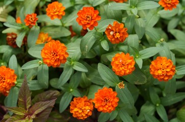 Orange flowers, green leaves for background image