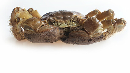 Chinese Shanghai mitten crab or Hairy Crab or Horsehair Crab, uncooked chilled fridge, Freshwater, Autumn delicacy seasonal seafood, Isolated close up shot in white background