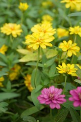 Yellow flowers green leaves for background image