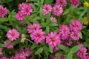 Fototapeta premium Dark pink flowers, green leaves for background image