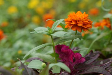 Orange flowers, green leaves for background image
