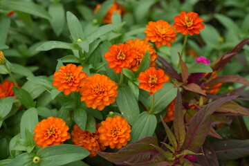 Orange flowers, green leaves for background image