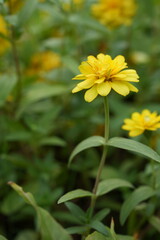 Yellow flowers green leaves for background image