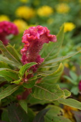 Dark pink flowers for background