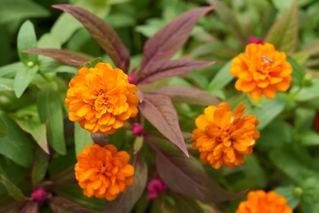 Orange flowers, green leaves for background image