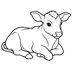Fototapeta premium 1 month old angus calf line line art vector illustration