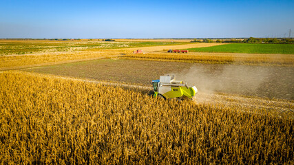 Fototapeta premium Above view on combine, harvester machine, harvest ripe maize