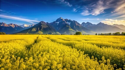 Mustard field in full bloom with majestic mountains in the background, mustard, field, flowers, yellow, agriculture