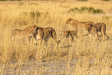 Big lion lying on savannah grass. Landscape with characteristic trees on the plain and hills in the background