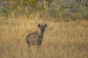 Hyena, detail portrait. Spotted hyena, Crocuta crocuta, angry animal near the water hole, dark forest with trees. Animal in nature, Okavango, Botswana. Wildlife Africa.
