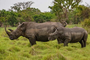 Obraz premium White rhinoceros (Ceratotherium simum) with calf in natural habitat, South Africa
