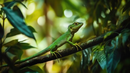 Fototapeta premium A close-up of a green lizard on a branch in the jungle
