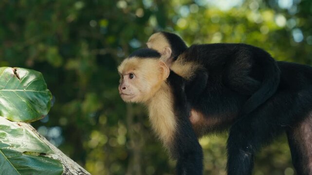 Curious wild Capuchin Monkey in a tropical jungle 