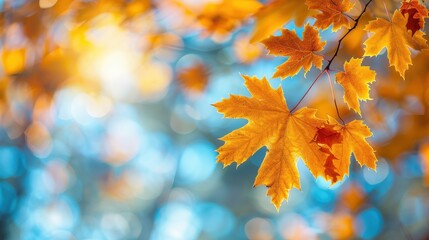 Fototapeta premium Autumn background with maple leaves and bokeh,Fall blurred background, Yellow and red maple leaves are flying and falling down. Autumnal landscape.water drop on leaf,space for text.