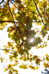 Beautiful Golden Autumn Leaves Illuminated by Backlit Sunlight Creating a Scenic View