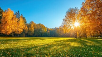 Fototapeta premium Colorful autumn Park with red and yellow maple trees and blue sky,Autumn forest path,Lawn in autumn city park in Sunny day,Trees with yellow leaves in park,Natural Wallpaper.