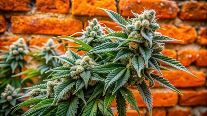 Obraz premium Vibrant green buds of Critical Hog marijuana variety contrast against a worn, textured orange brick wall, showcasing the plant's dense, frosty flowers and emerald leaves.