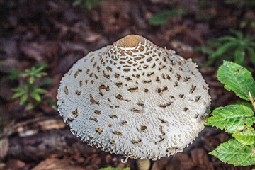 Macro  - Forest - Europe, Romania, Suceava region