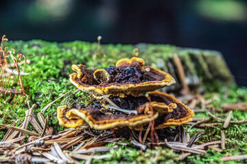 Macro  - Forest - Europe, Romania, Suceava region