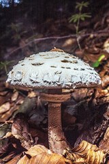 Macro  - Forest - Europe, Romania, Suceava region