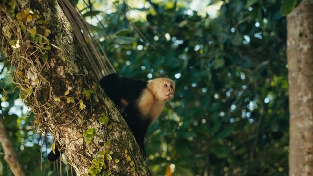Curious wild Capuchin Monkey in a tropical jungle 