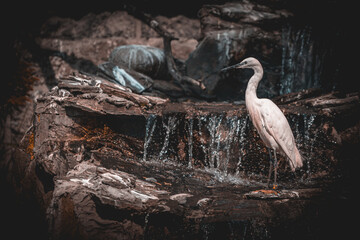 Samotna Czapla na Skałach  © Mariusz