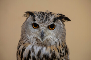 Brown owl's eyes, close-up photo
