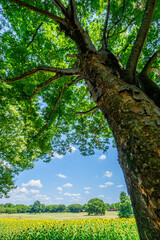 巨樹とひまわりと青空