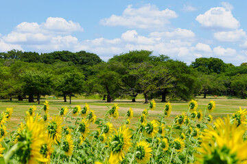 ひまわりと青空