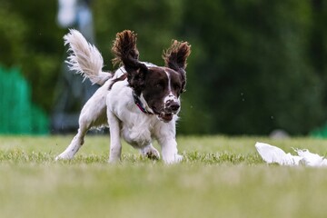 English Springer Spaniel Running Lure Course Dog Sport