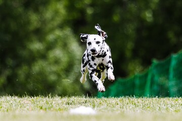 Black and White Dalmatian Running Lure Course Dog Sport