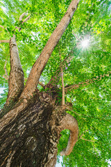 巨樹と夏の太陽