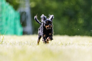 Black and Tan Russian Toy Running Lure Course Dog Sport