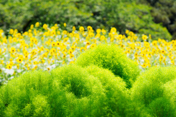 コキアとひまわり