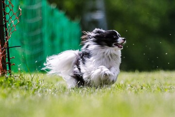 Black and White Papillon Running Lure Course Dog Sport