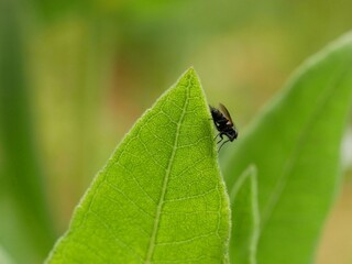 close-up of black fly relaxing on a green leaf with veins