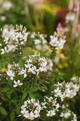 Close-up of white spider flowers with green leaves in a lush garden