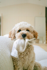 Puppy with sock in mouth