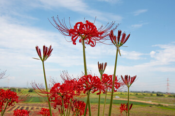 畑と彼岸花