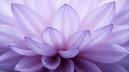 Fototapeta premium Close to pale violet color translucent petals background. Delicate purple flower petals.
