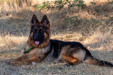 Long-haired German Shepherd dog, female, young, lying down and looking forward.