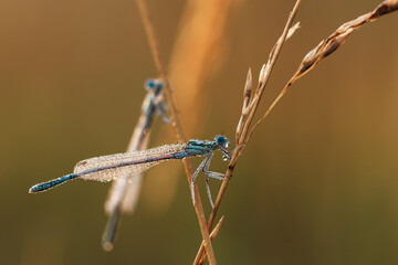 Ważka w rosie o świcie na łace.  © Elżbieta Kaps
