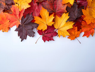 Fototapeta premium Autumn leaves, white background