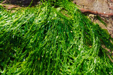 A variety of Sea Grass fixed to a rock on a beach in County Down, Northern Ireland