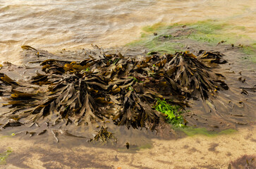 Brown Kelp seaweed lying on a beach in County Down during low tide © Ivan Maguire