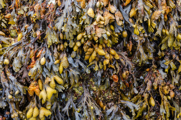 Fucus vesiculosus commomly known as Bladderwrack once used as a source for Iodine and as a nutritional supplement