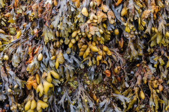Fucus vesiculosus commomly known as Bladderwrack once used as a source for Iodine and as a nutritional supplement