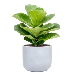 Elegant Fiddle Leaf Fig Plant in Gray Pot on White Background