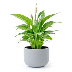 Obraz premium Peaceful Peace Lily in Gray Planter on Pristine White Background